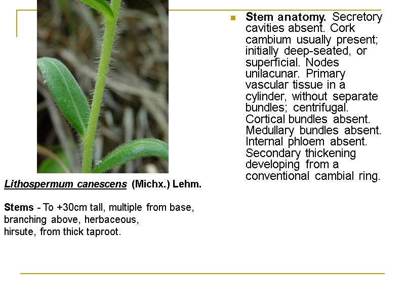 Stem anatomy. Secretory cavities absent. Cork cambium usually present; initially deep-seated, or superficial. Nodes